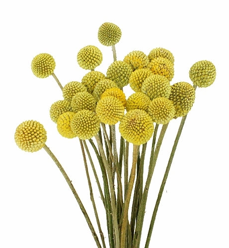 20 Craspedia -Bälle