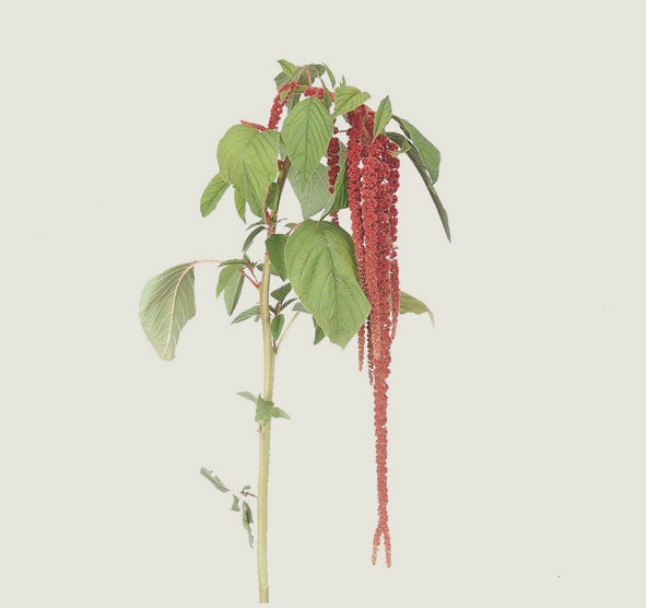 10 Amaranthus suspendu