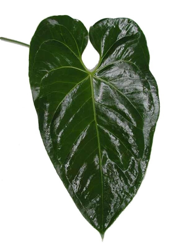 5 Anthurium top green