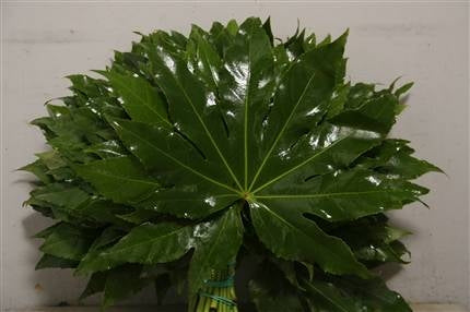 5 Aralia blad (Fatsia Japonica)