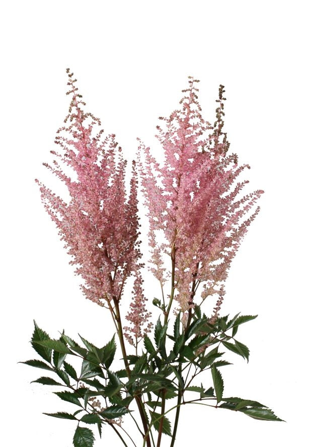 10 Astilbe