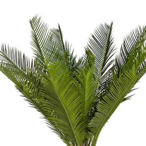 5 Cycas Blatt