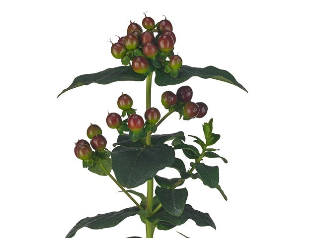 10 Hypericum