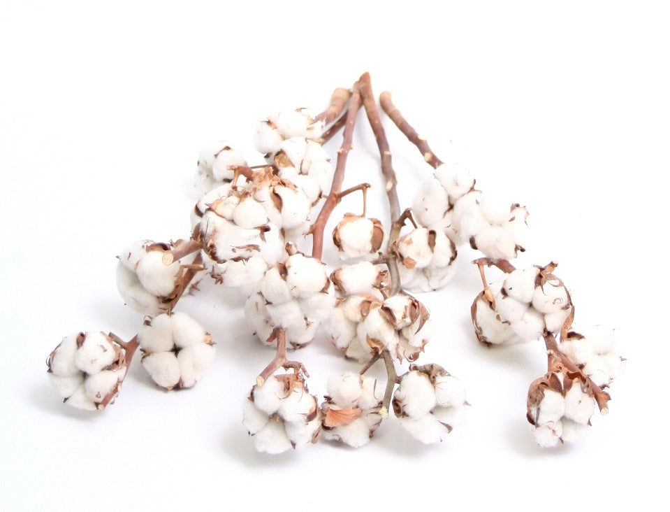 Branches de coton (gossypium) avec 5 balles par branche