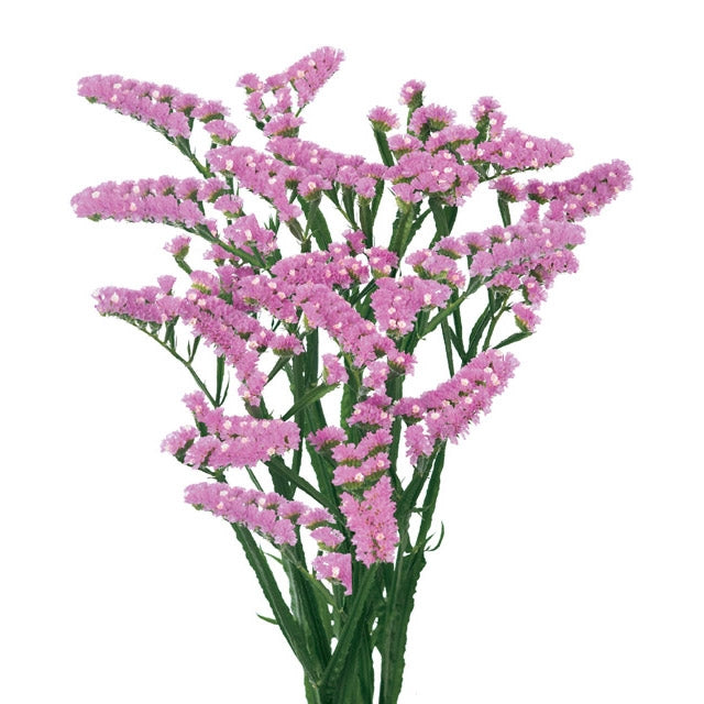 10 Limonium Statice diverse kleuren