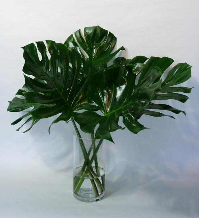 5 Monstera blad