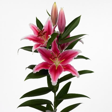 10 Lelies Oriental 4+ bloemen