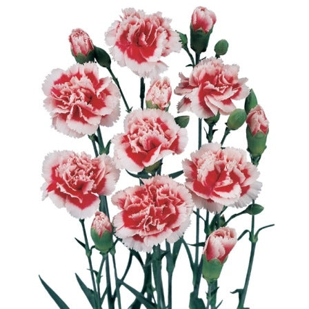 10 Trosanjers Bicolor en différentes couleurs.