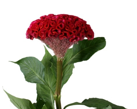 5 Celosia Cristata