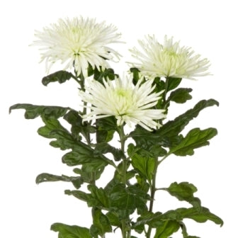 10 mono chrysanthème araignée diverses couleurs