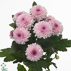 5 Chrysanthemenpompon