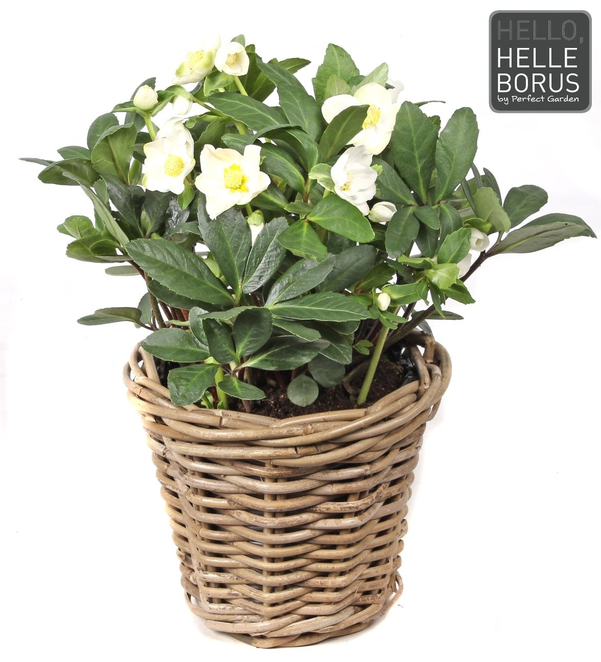 Helleborus Niger in een rieten mand mand