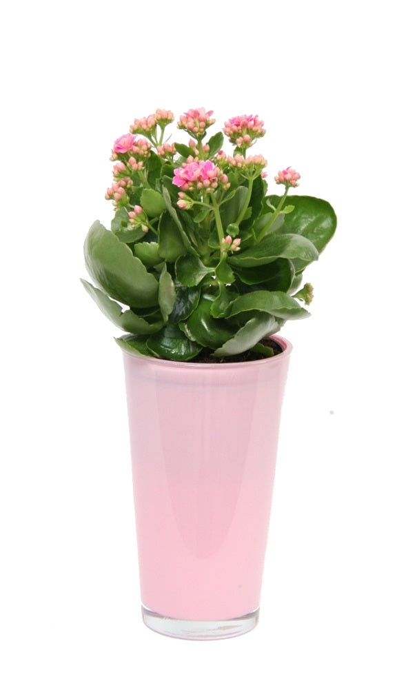 Kalanchoe in einem hohen rosa Glasspot