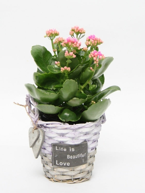 Kalanchoe im Weidenkorb Lavendel braun mit Herzen