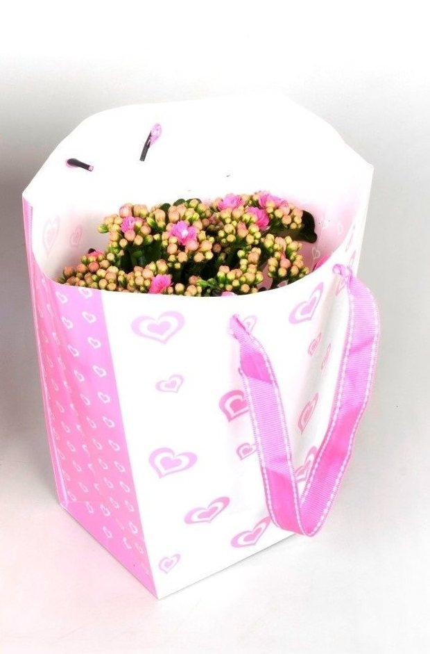 Kalanchoe dans le sac d'amour