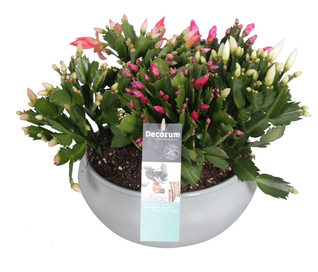 Schlumbergera Mix in einem runden Keramikschale