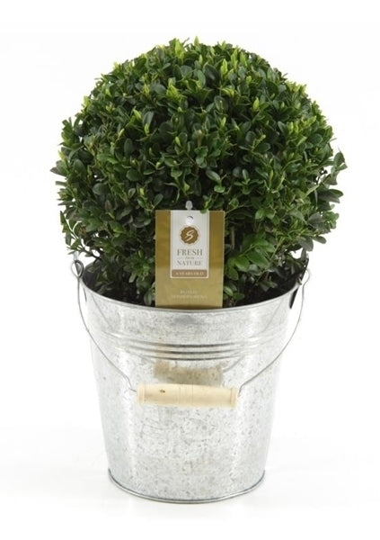 Buxus -Kugeldurchmesser 30 cm in einem Waschbecken Eimer