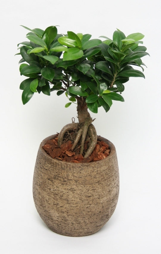 Ficus ginseng dans un pot en céramique colorant taupe