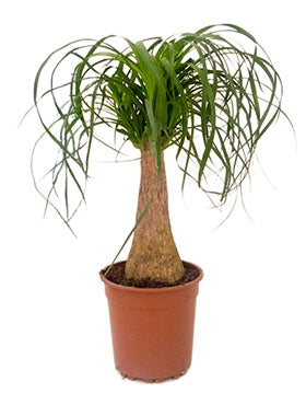 Nolina Beaucarnea dans le pot de culture