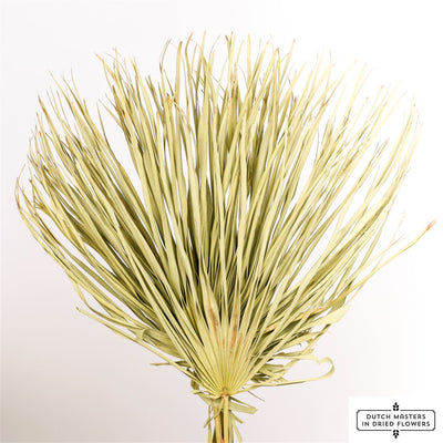 Chamaerops parcourir le séché naturel