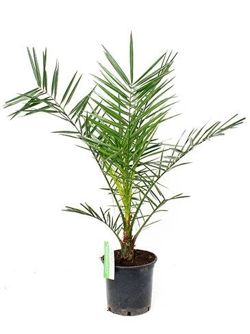 Phoenix canariensis im Kultivierungsglas