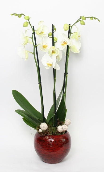 Phalaenopsis weiß mit 3 Zweigen im Keramik -Stan -Rood