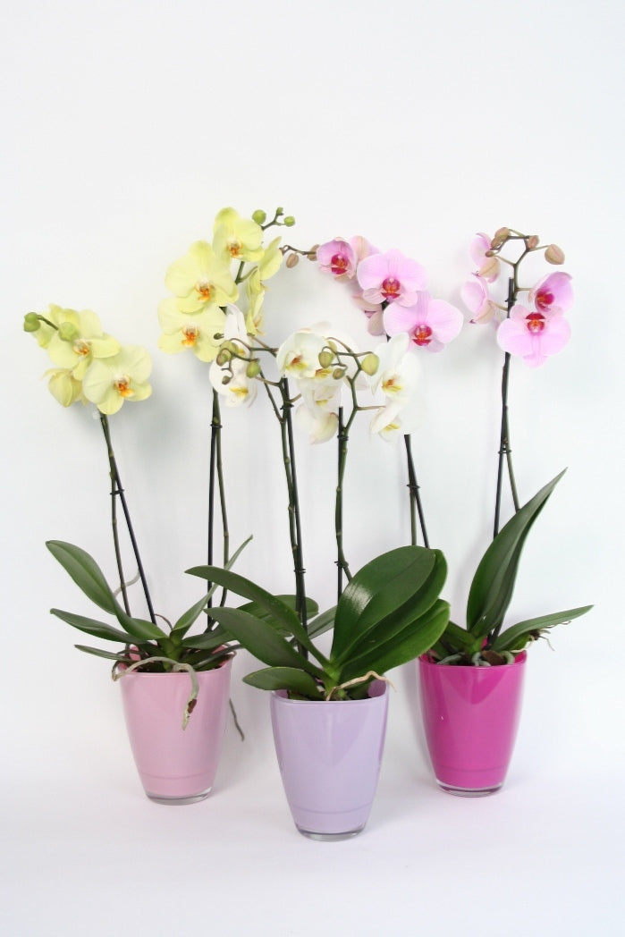 Phalaenopsis 2 Zweige in einem rosa Tonnen gefärbten Glasflecken