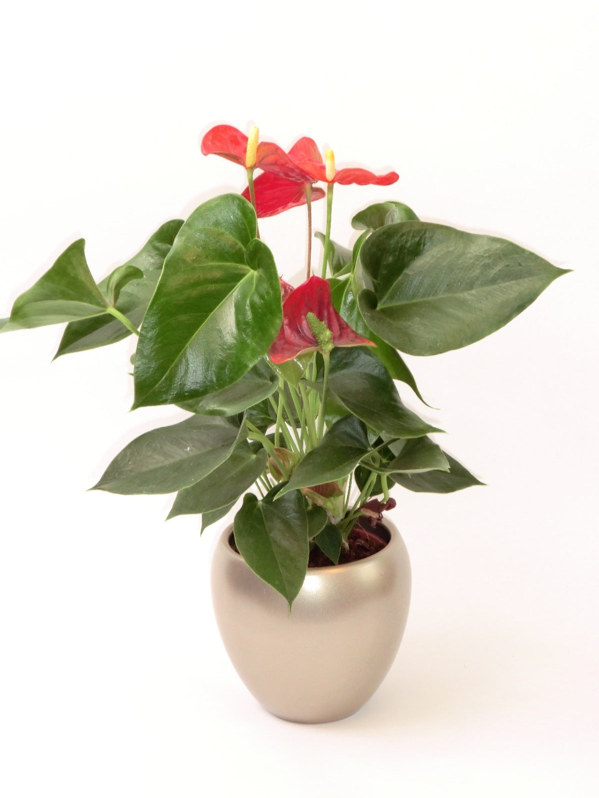 Anthurium in een keramieke champagne pot