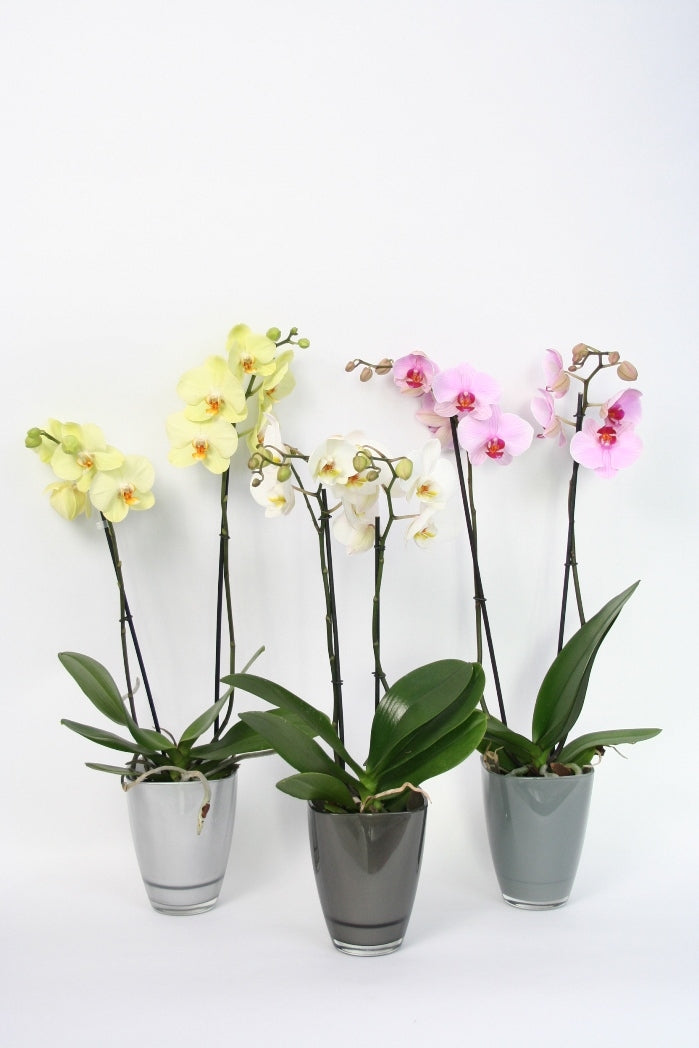 Phalaenopsis 2 takken in een grey tones gekleurde glaspot