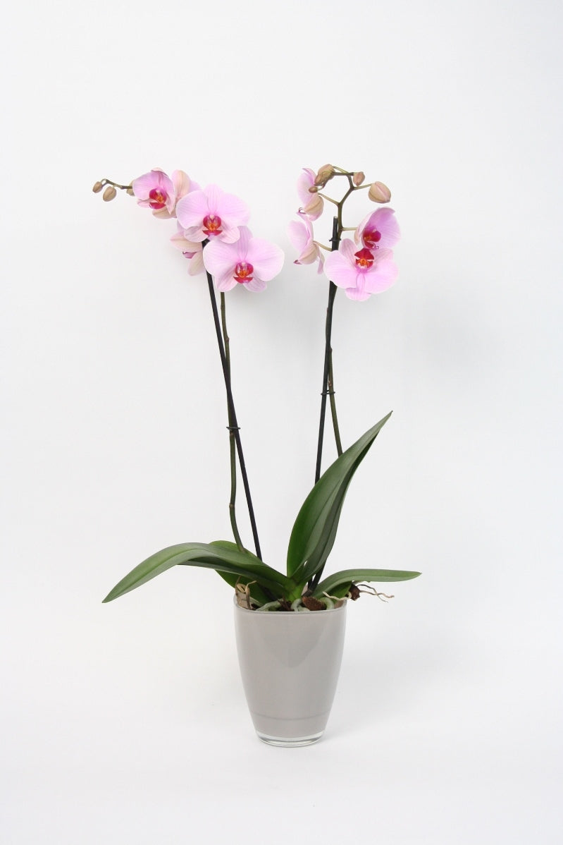 Phalaenopsis 2 branches in a taupe -colored glass spot