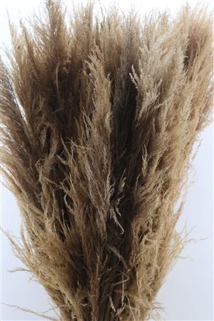 Pampas grass plumes dried long filled brown plumes XL