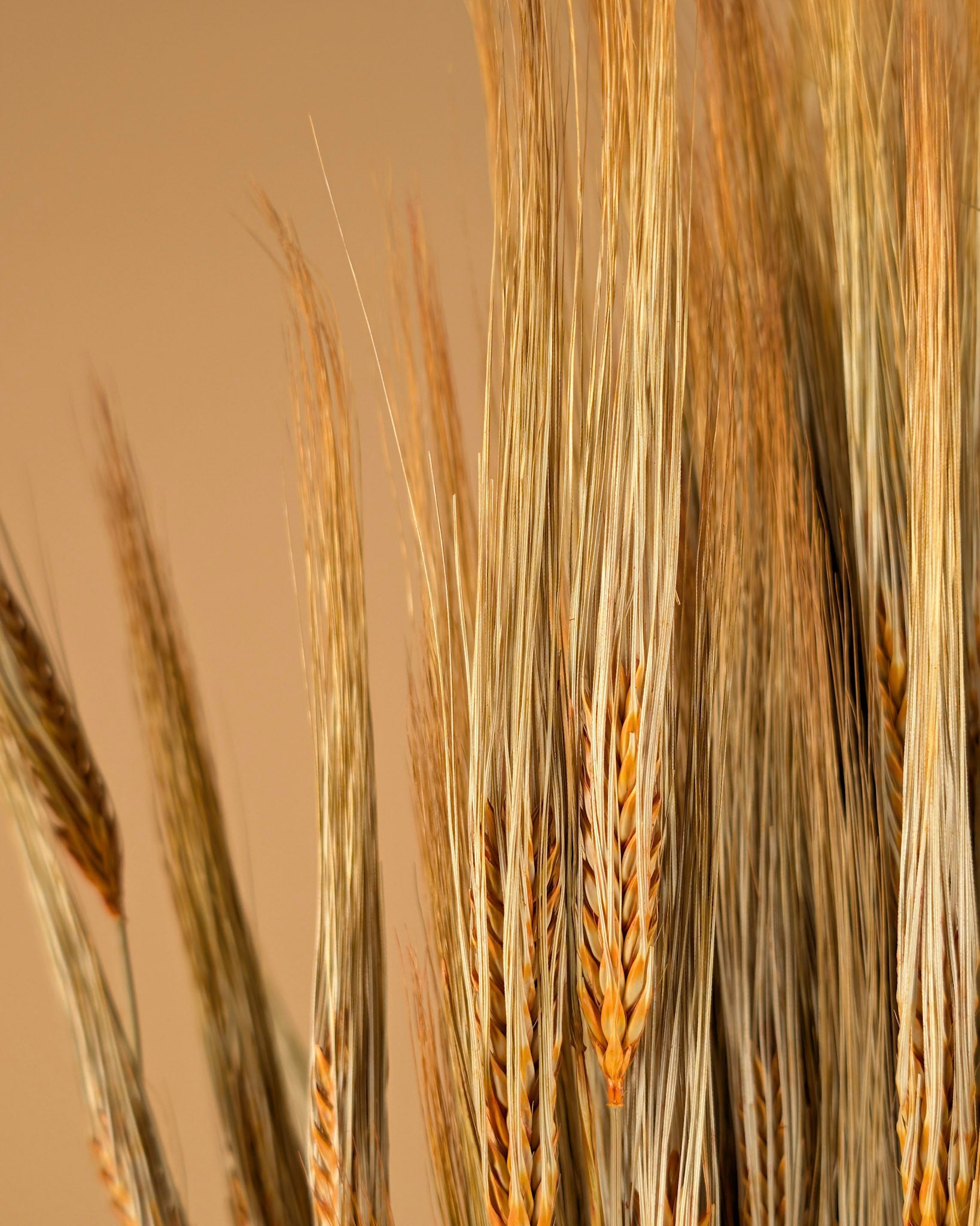 Gedroogde gerst – oranje