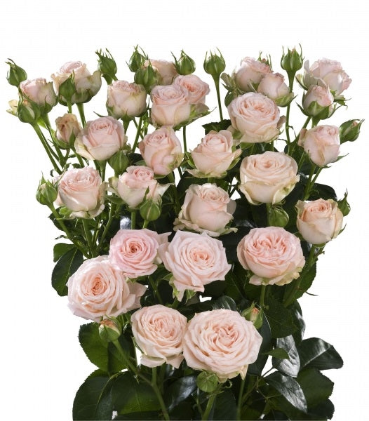 Bouquet Zalme Trosrozen Longueur 60 cm