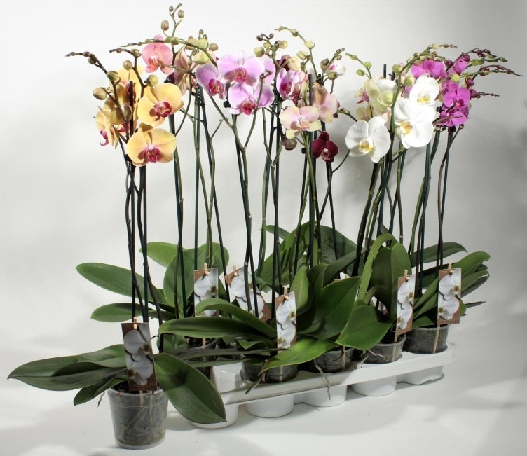 Phalaenopsis 2 branches in the cultivation pot per 10 plants