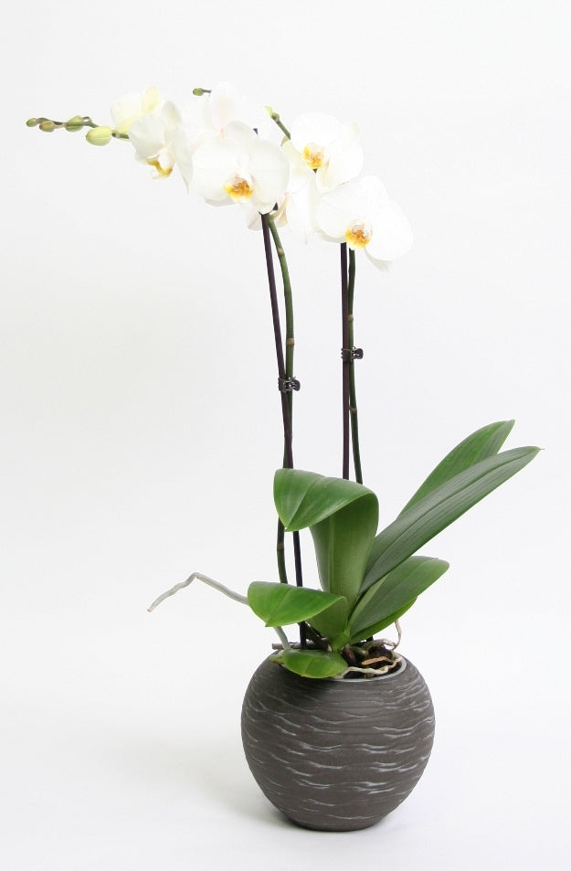 Phalaenopsis 2 branches en céramique gris foncé soudan