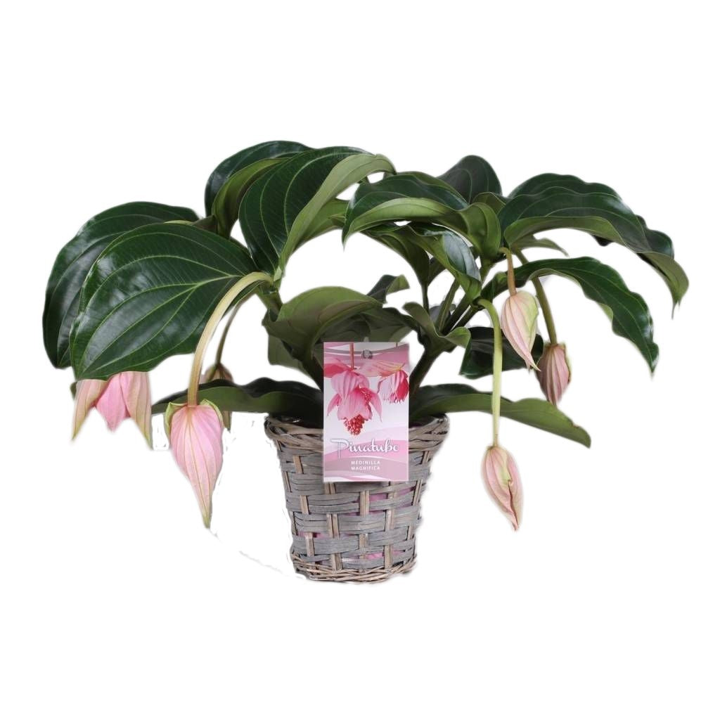 Medinilla in einem Korbkorb