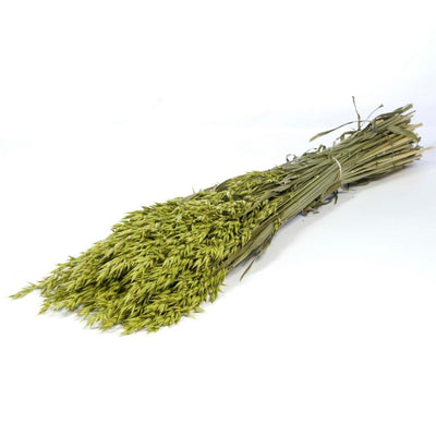 Green coloré de l'avoine séchée (avena)