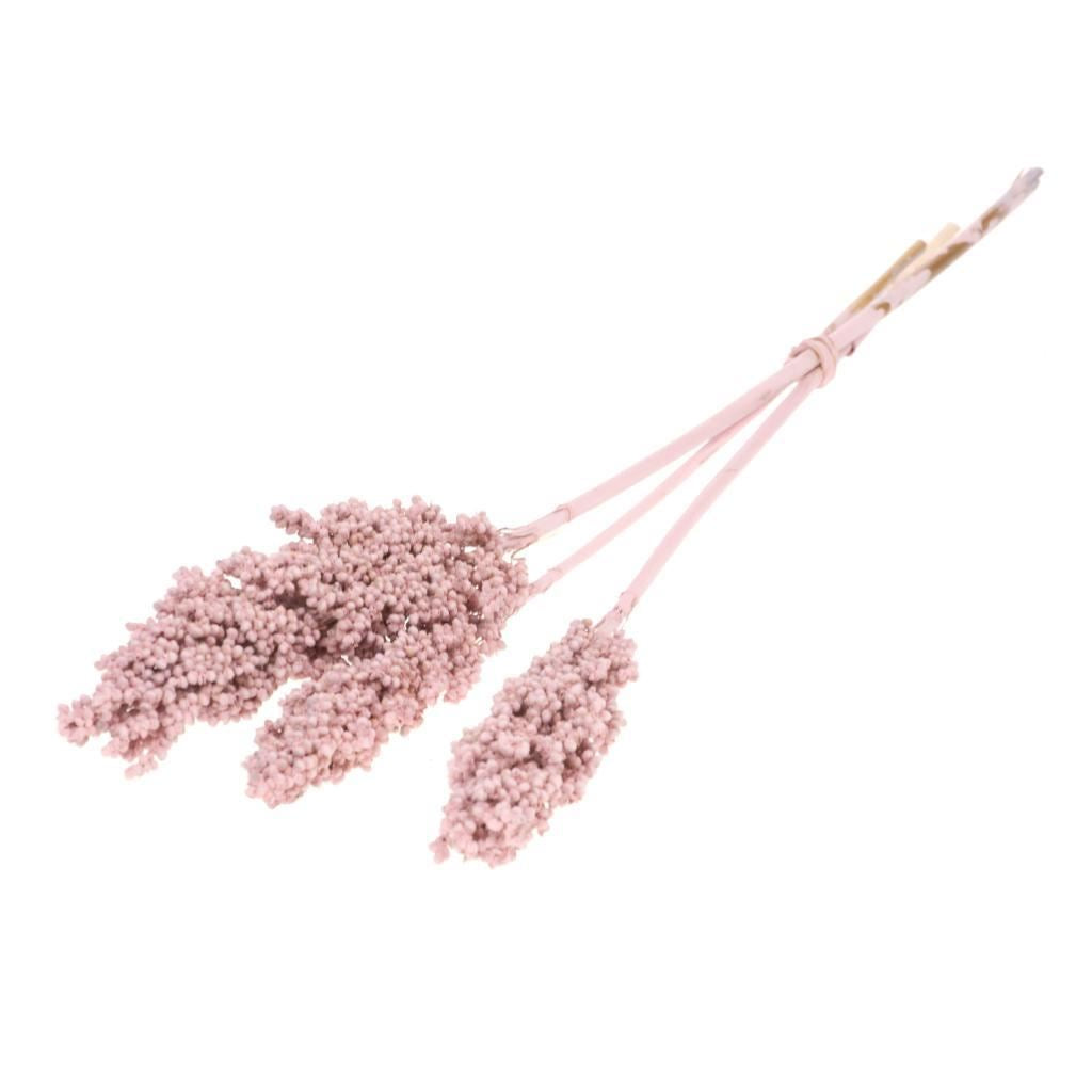 Indian Corn Pink séché