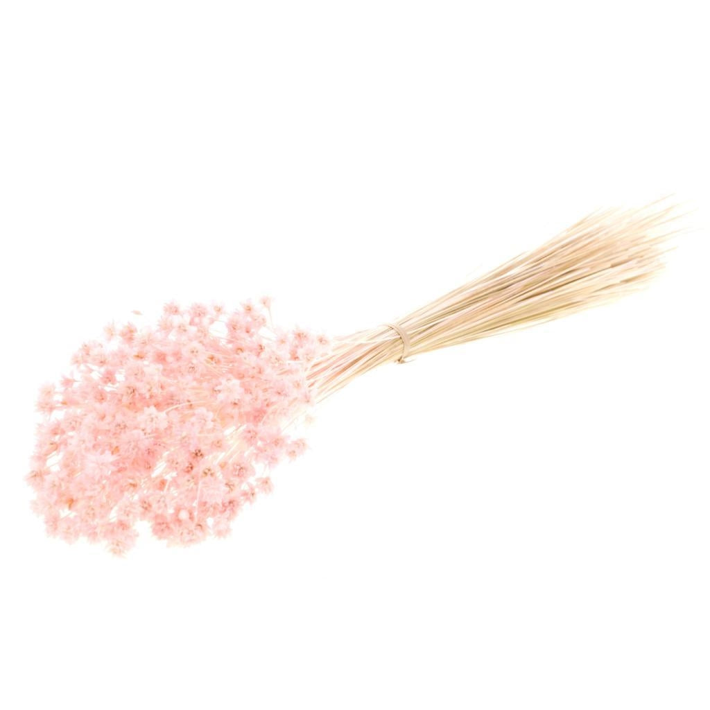 Fleur de colline blanchie rose