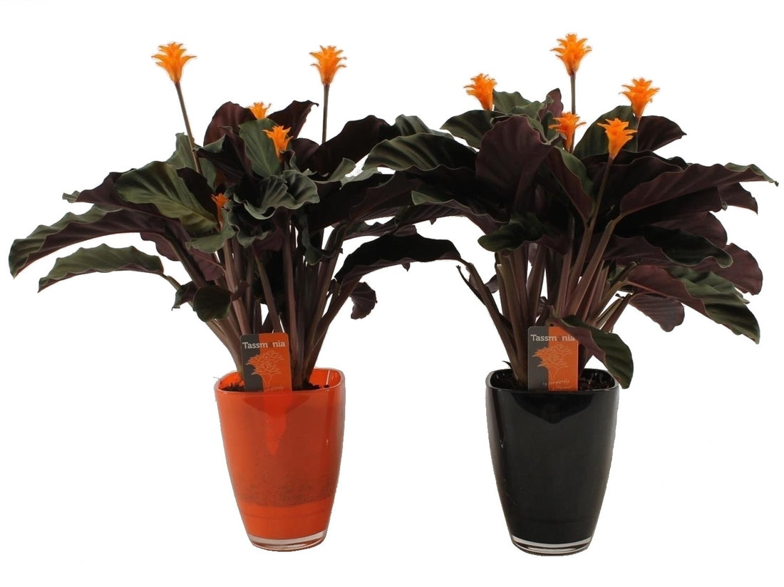 Calathea Crocata Tassmania in einem schwarzen Glas Topf