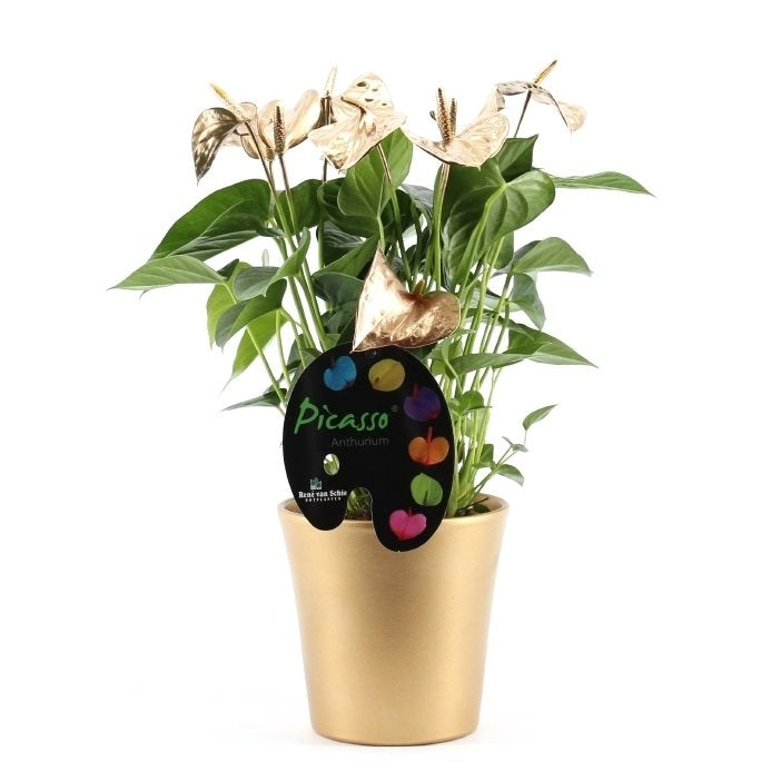 Anthurium Picasso geverfd goud en zilver in keramieke pot