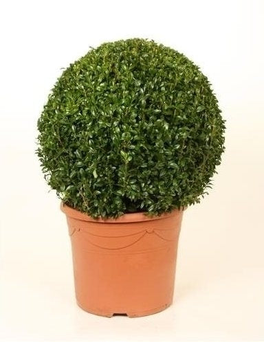 Buxus -Kugel mit einem Durchmesser von 40 cm in einem Plastiktopf