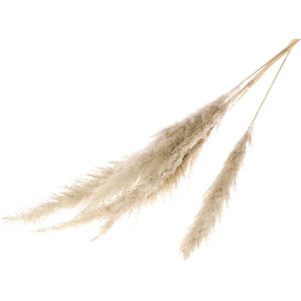 Dadang Pampas Natural