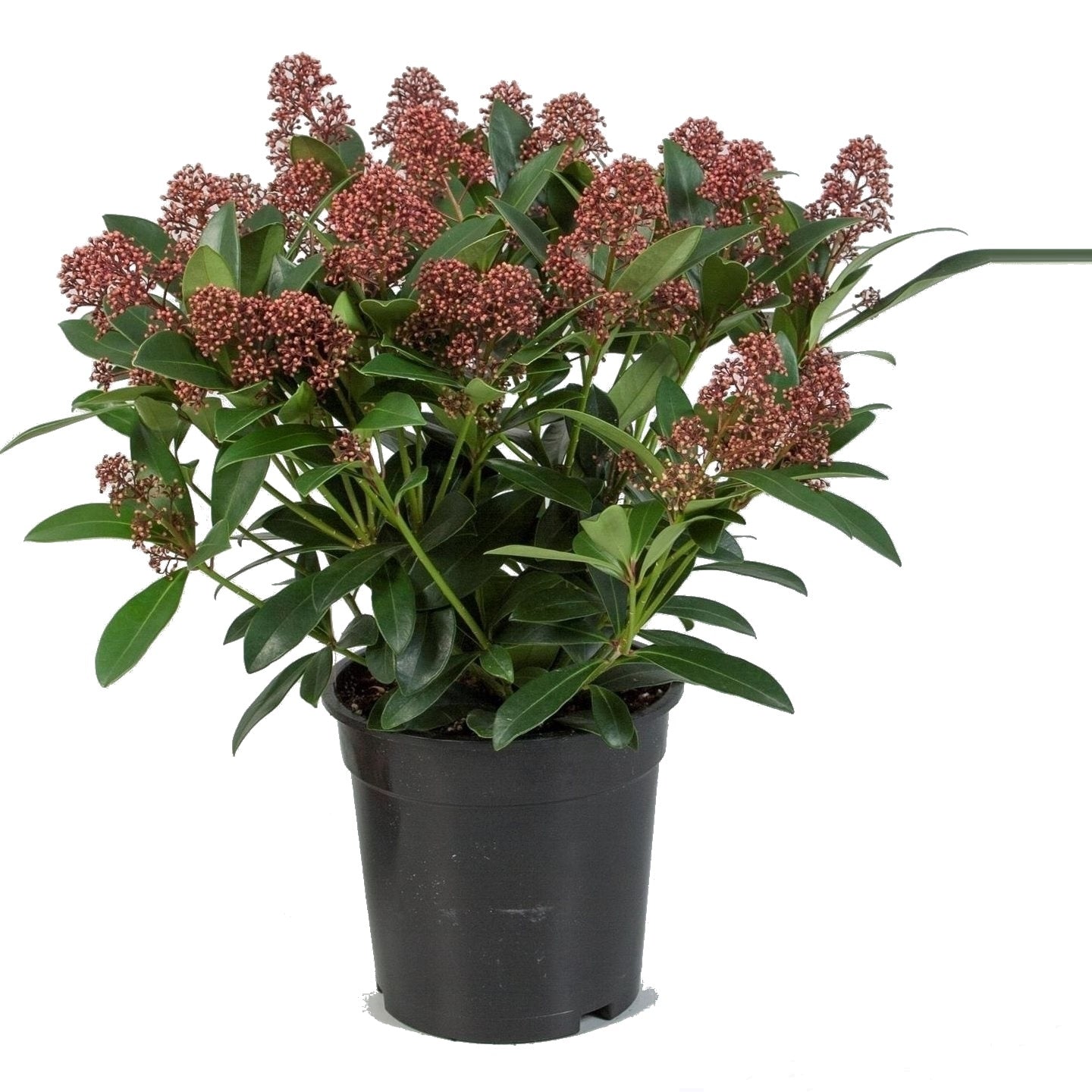 Skimmia japonica Röteln