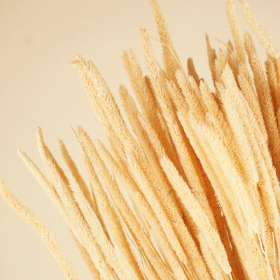 Phleum speakens bleached