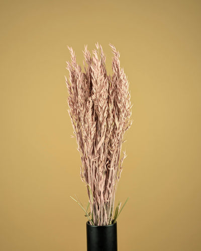 Dried oats (Avena) Misty Pink colored