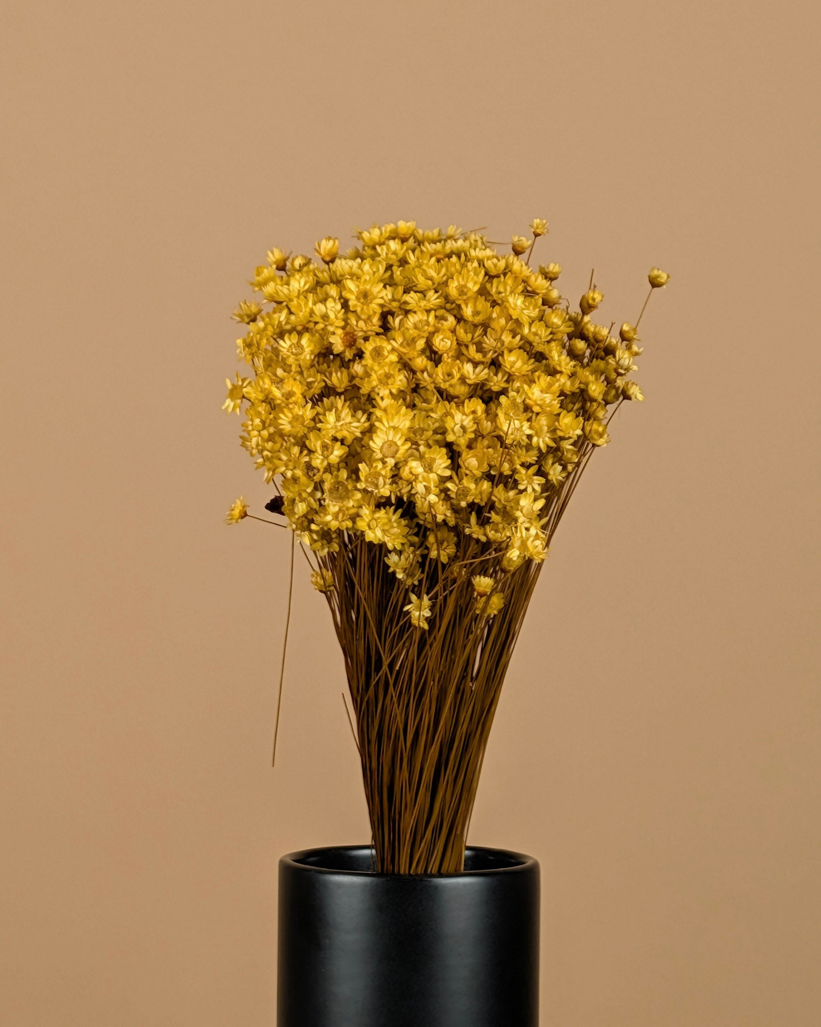 Gedroogde glixia (strobloem) – geel