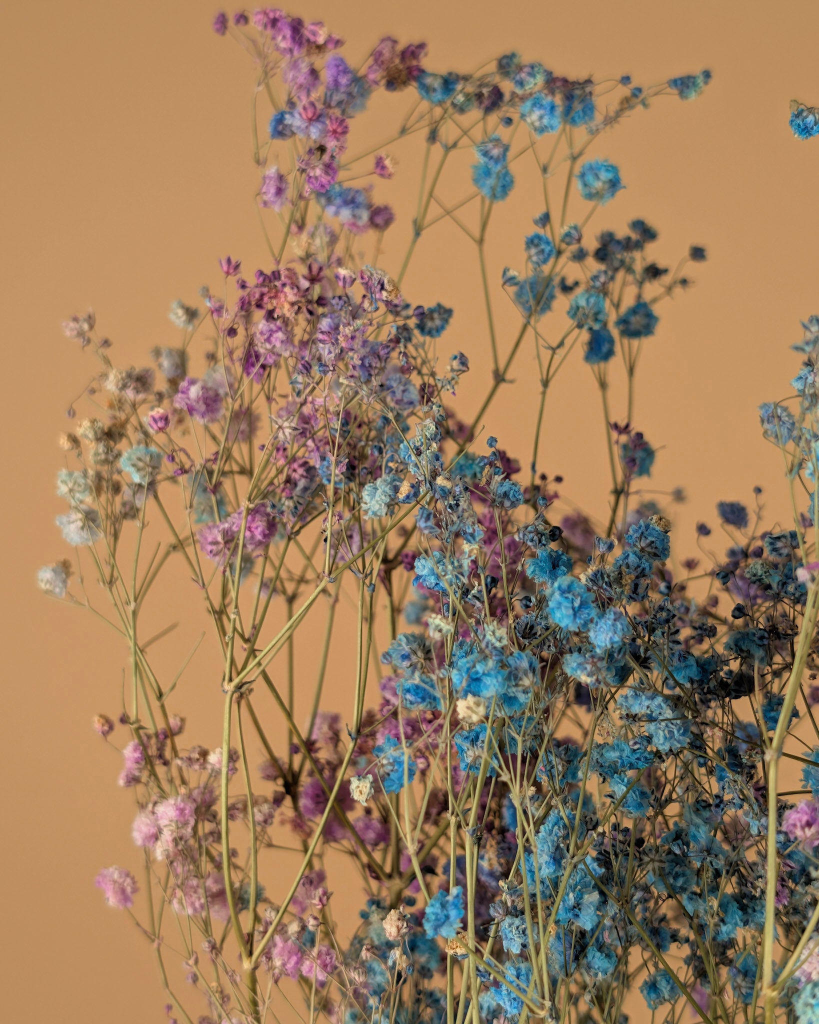 Gipskruid disco mix paars &amp; blauw gedroogd