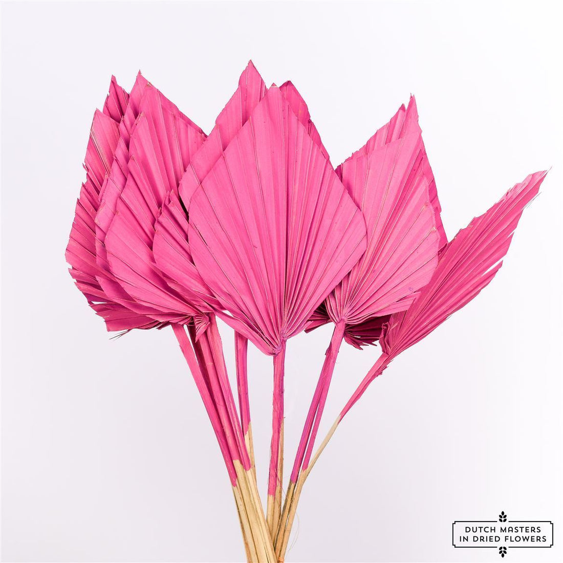 Palm Speer Cerise - Dunkelrosa