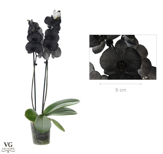 Phalaenopsis Metallic Black mit 2 Zweigen gemalt